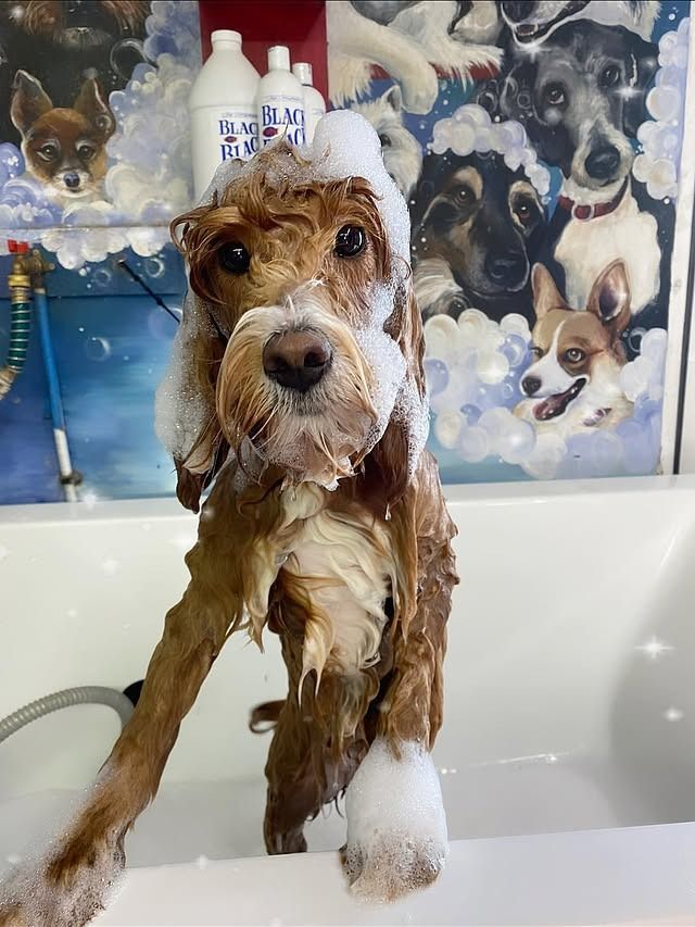 A wet doodle standing in a K-9 Wash-N-Go tub
